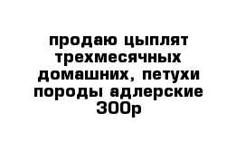 продаю цыплят трехмесячных домашних, петухи породы адлерские 300р